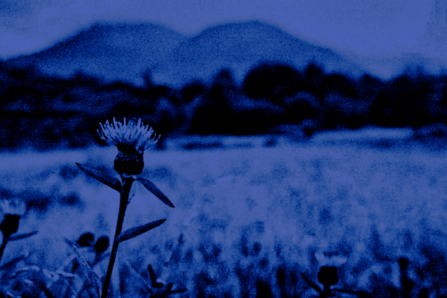 Fleur d'Écosse©DR