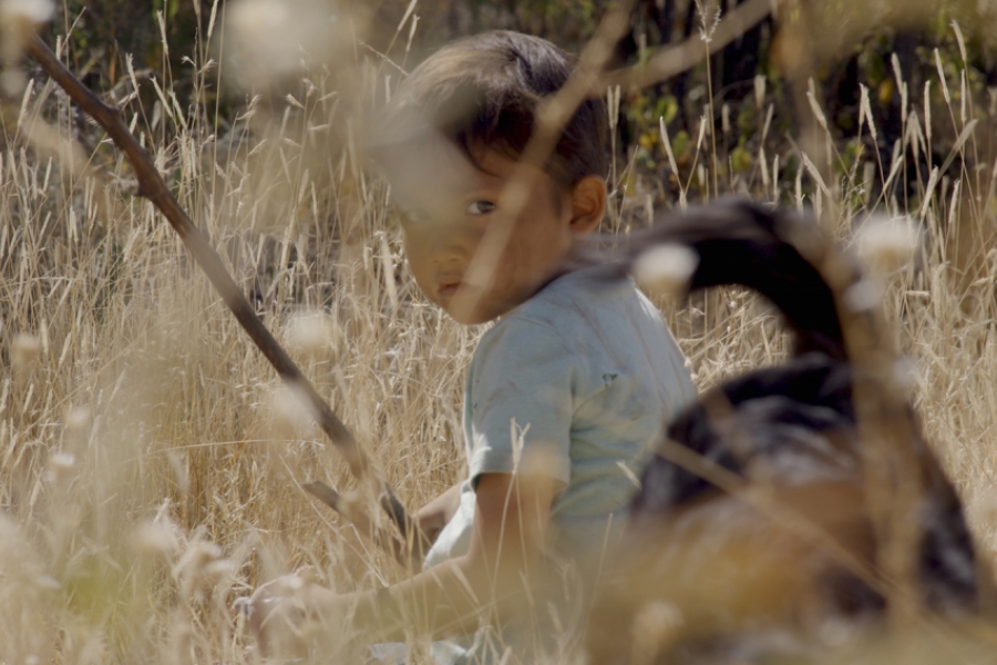 Enfant dans les champs avec un chien 