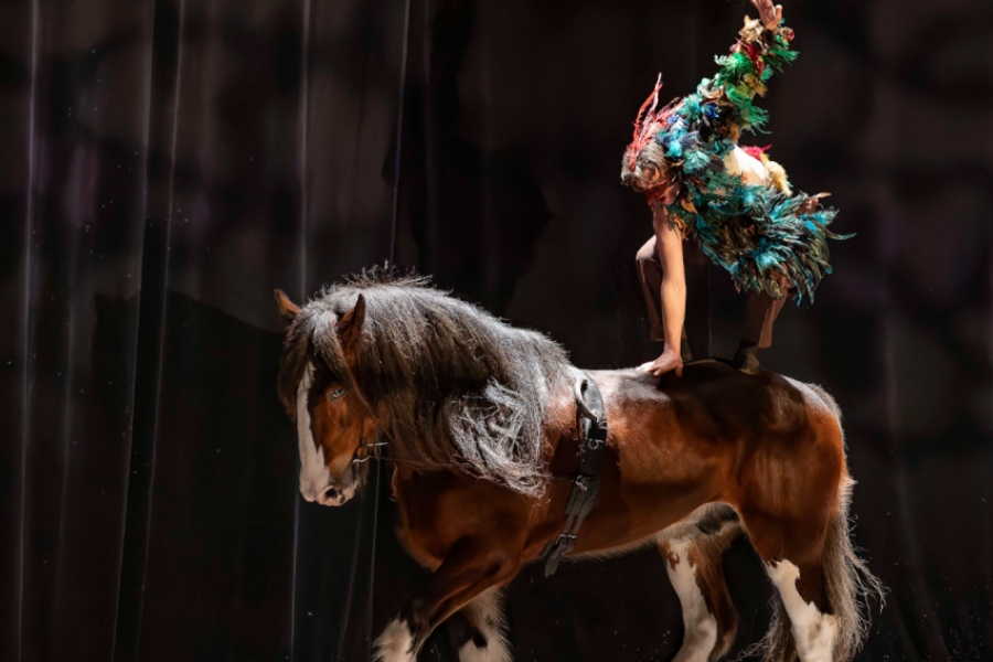 Un homme fait une acrobatie sur le dos d'un cheval 