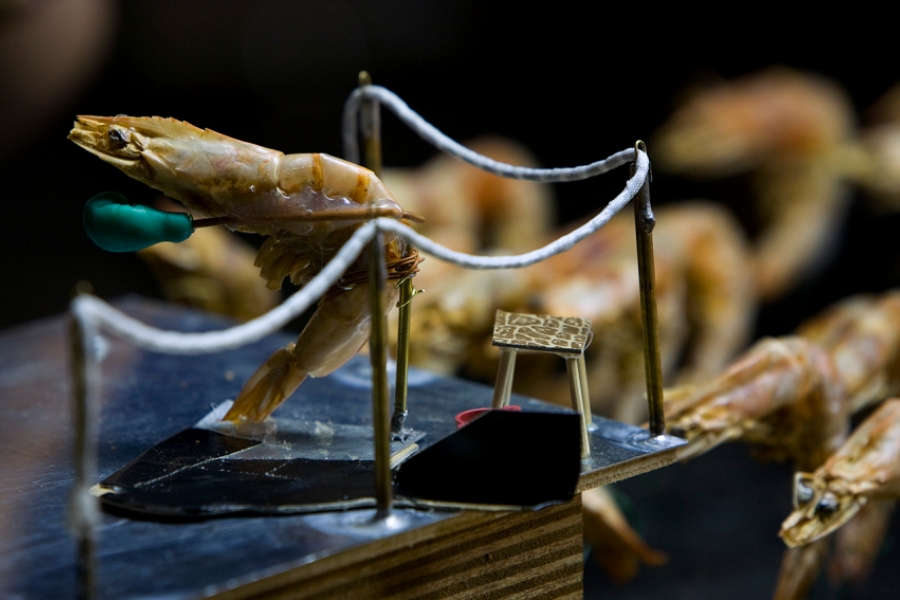 Des crevettes dans un combat de boxe