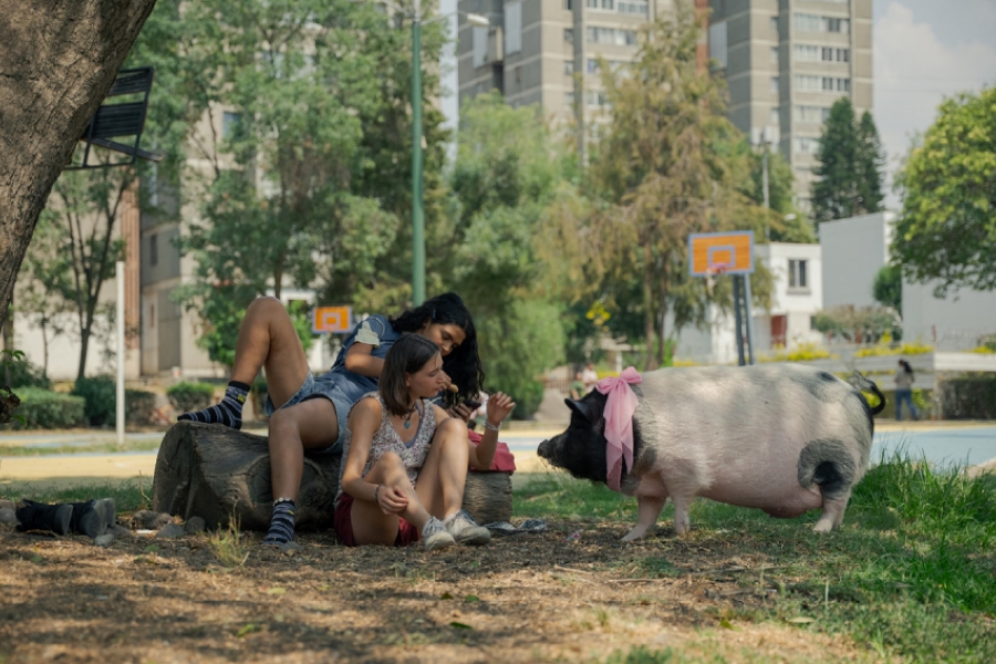 deux filles dans un parc, avec un cochon avec un nœud rose autour du cou