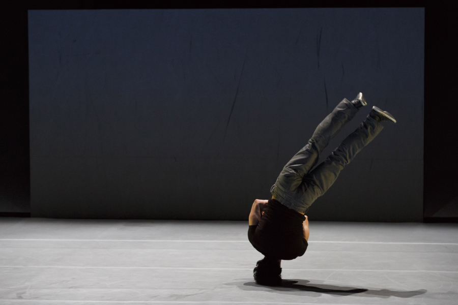 Acrobates 