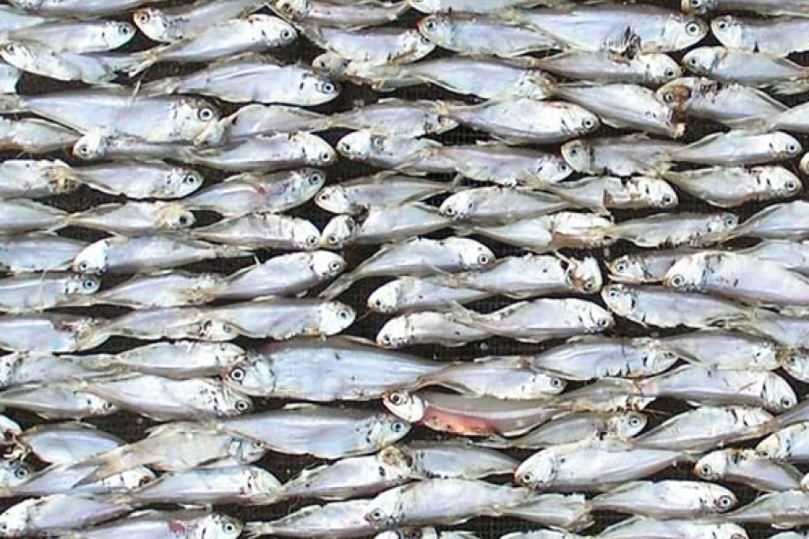 Queue de poissonne 